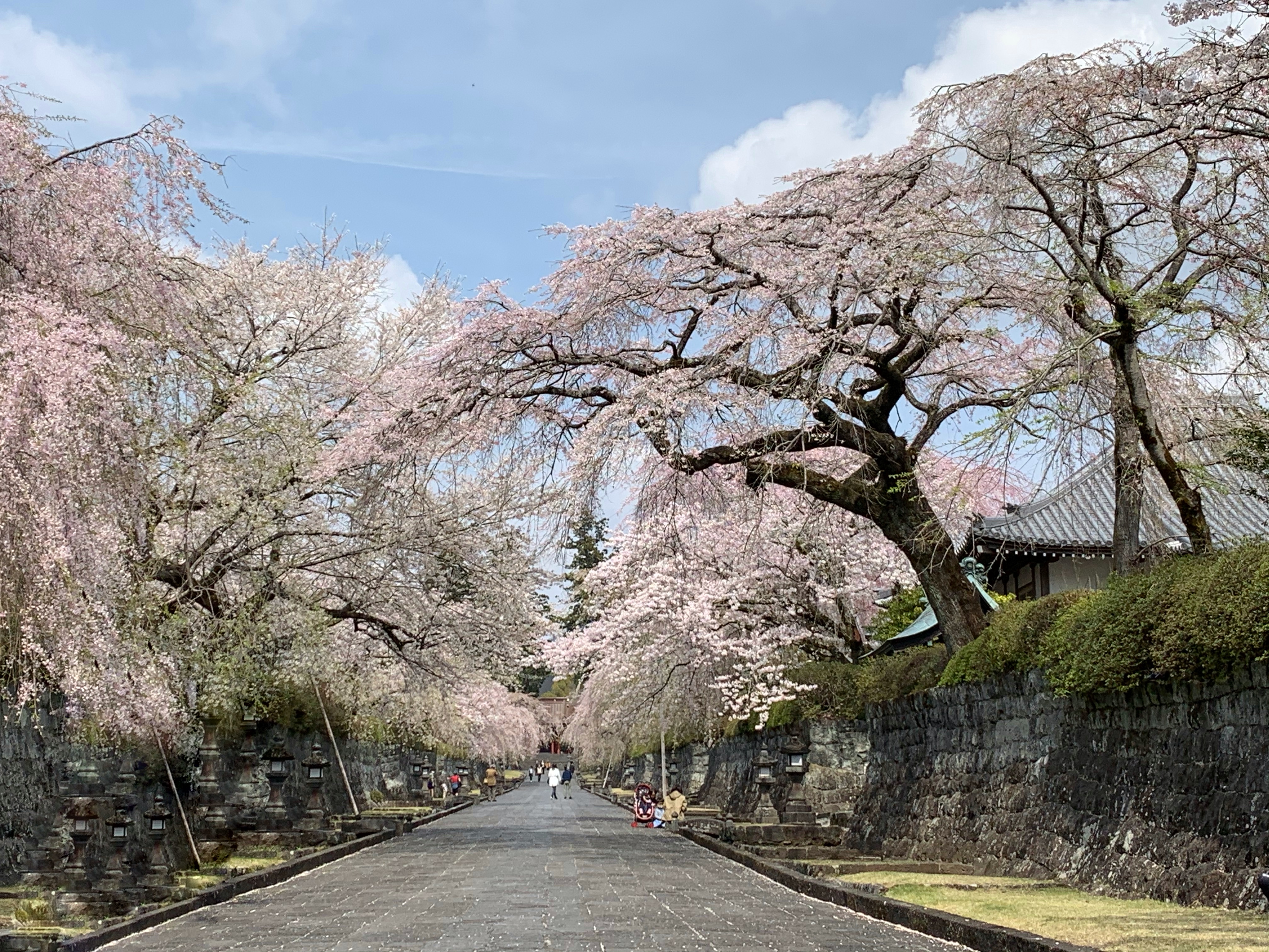 富士宮　大石寺の桜
