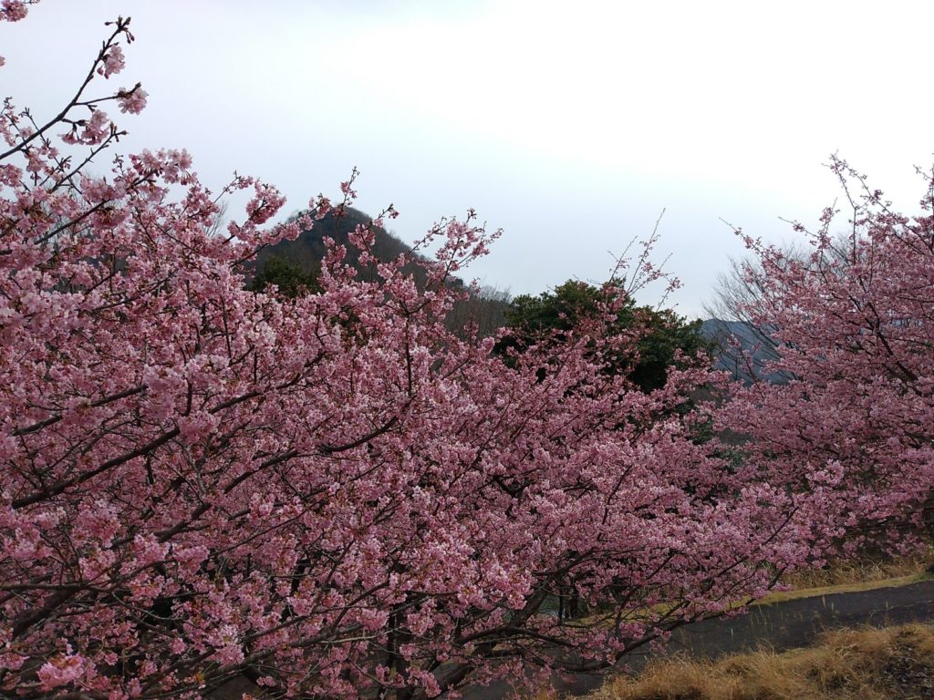 奥野ダム・松川湖の河津桜が綺麗でした
